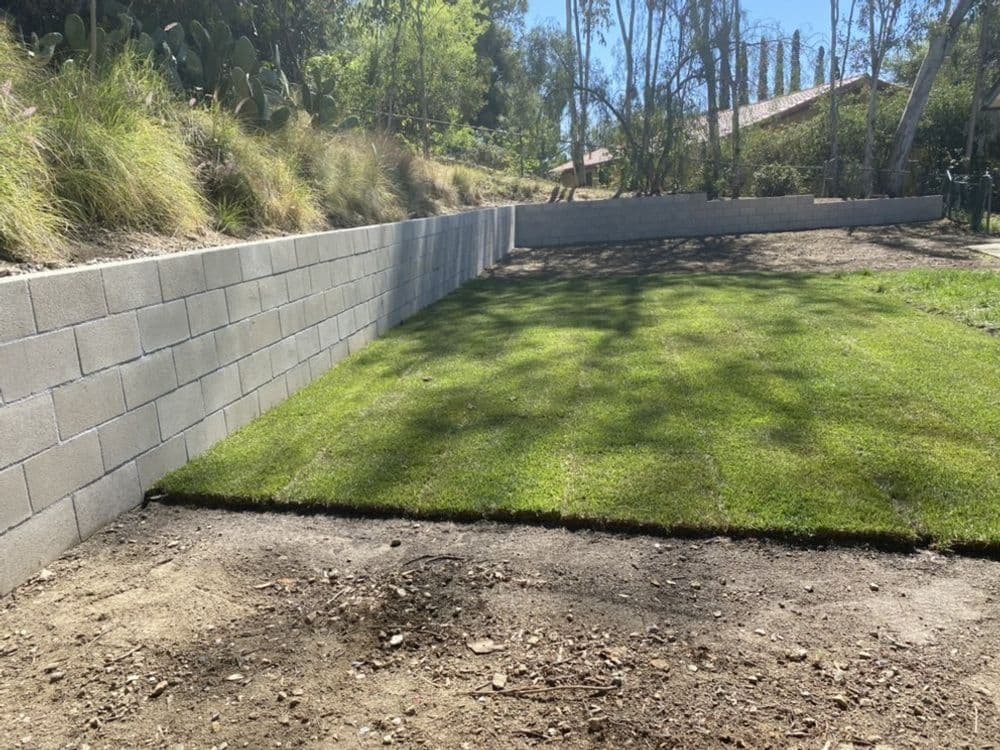 Freshly installed sod on a landscaped yard with a concrete block wall in the background.